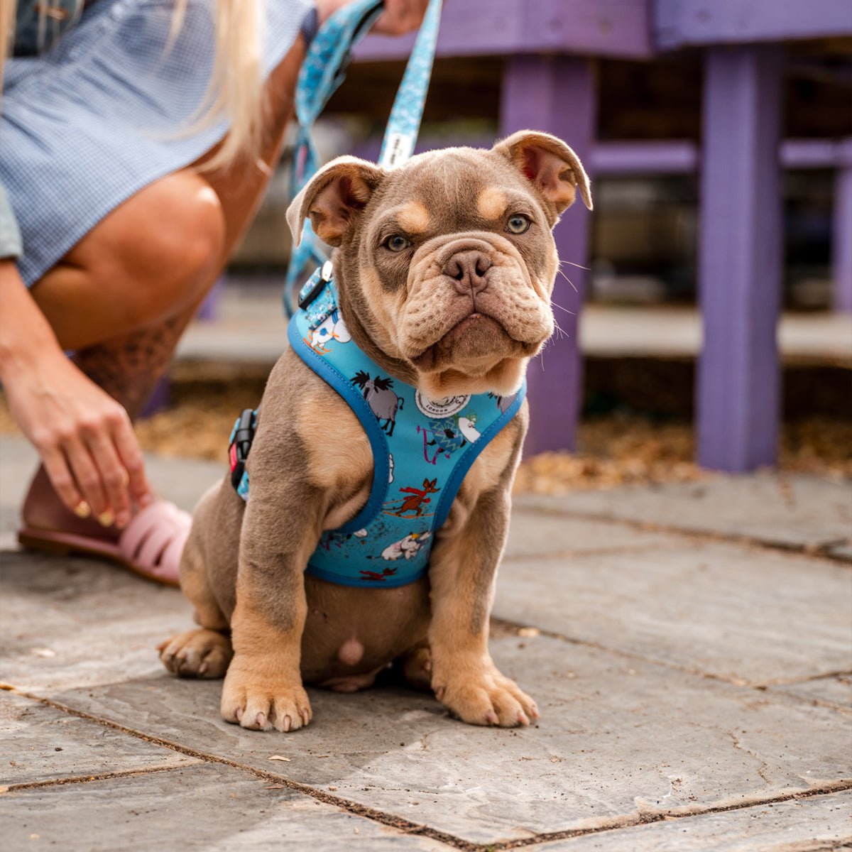 Moomins Blue Holiday Dogs Padded Harness by Soho Poms - AnimalEssentials