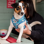 Moomins Blue Holiday Dogs Padded Harness by Soho Poms - AnimalEssentials