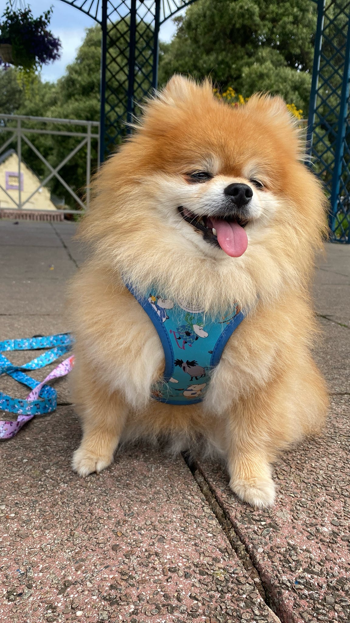 Moomins Blue Holiday Dogs Padded Harness by Soho Poms - AnimalEssentials
