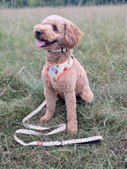 Moomins Yellow Sunrise Dog Lead by Soho Poms - AnimalEssentials