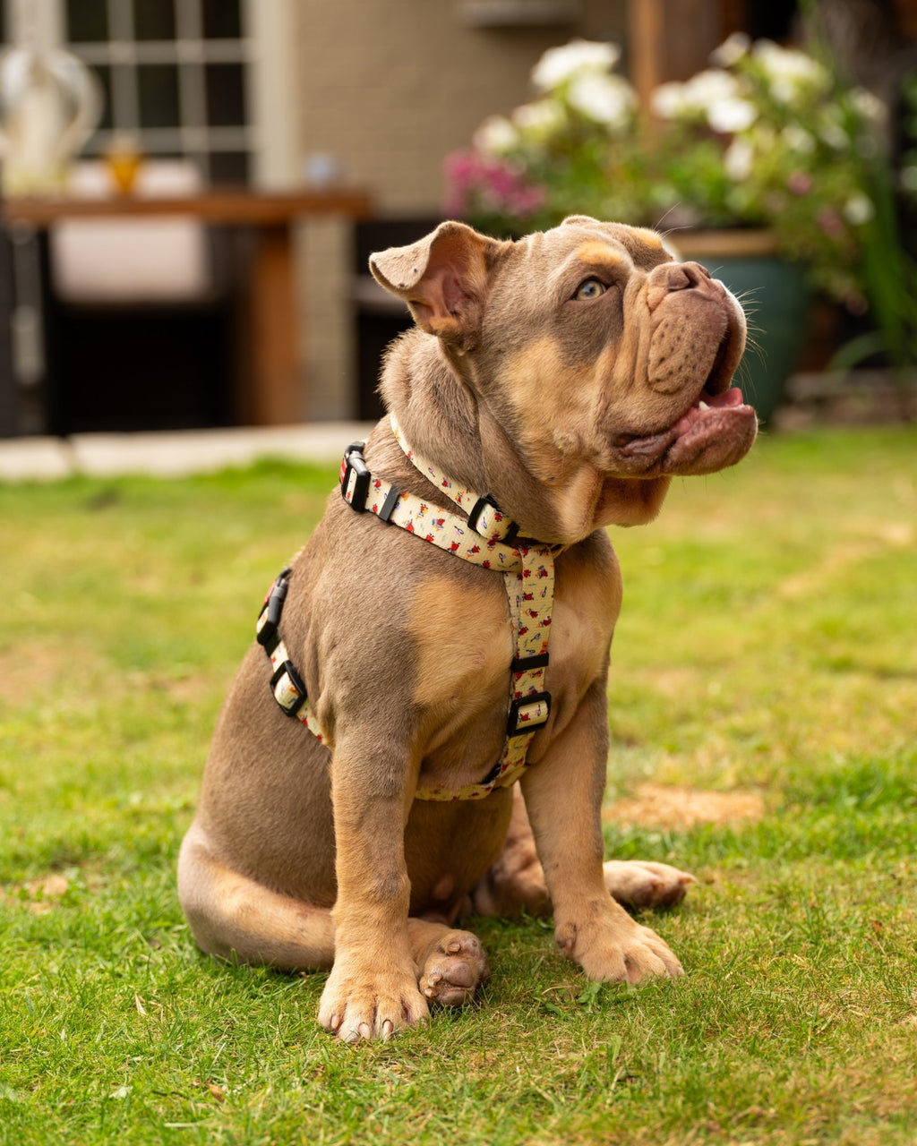 Moomins Yellow Sunrise Dogs H - Harness by Soho Poms - AnimalEssentials