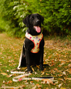 Moomins Yellow Sunrise Dogs Padded Harness by Soho Poms - AnimalEssentials