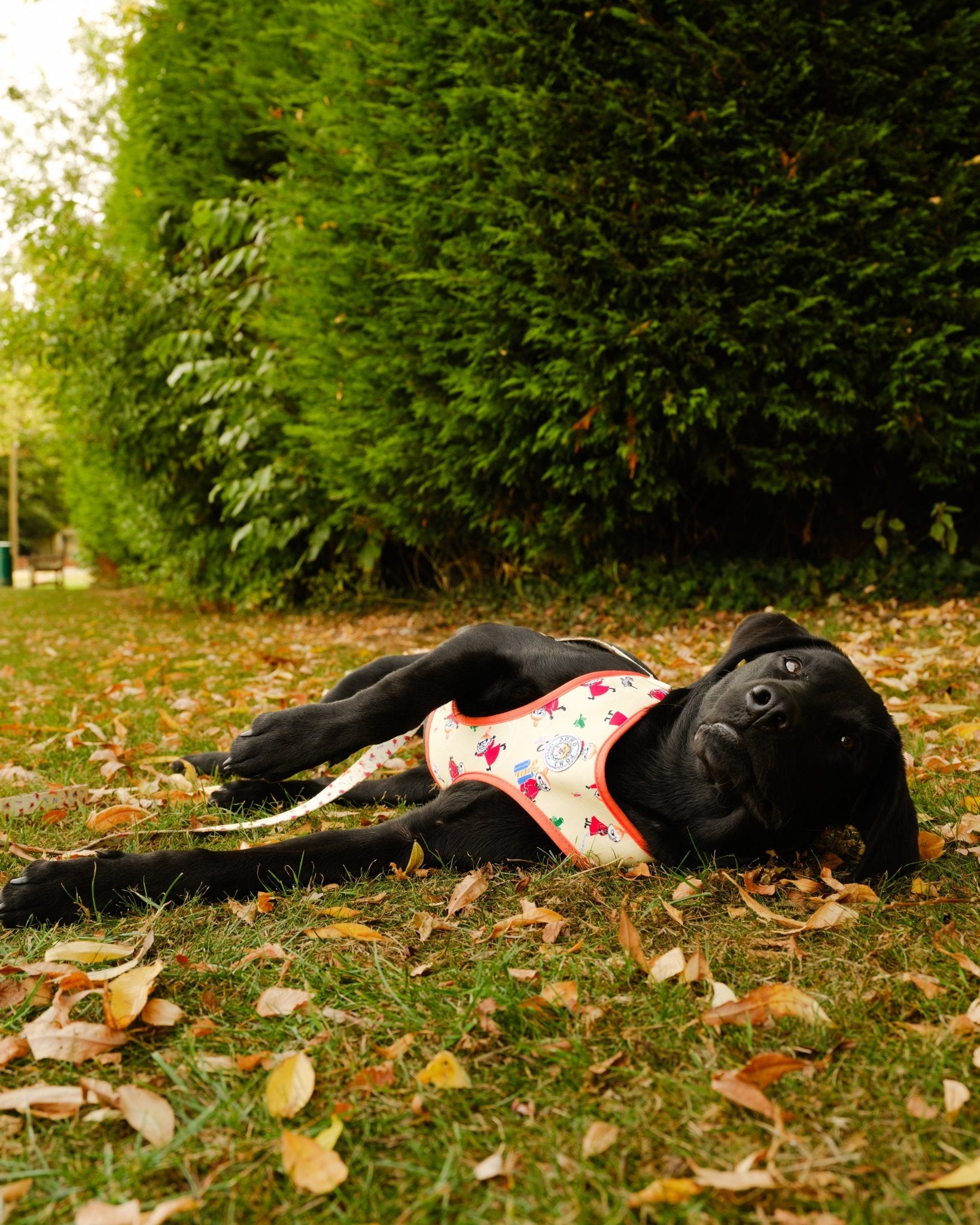 Moomins Yellow Sunrise Dogs Padded Harness by Soho Poms - AnimalEssentials