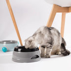 Pet Dog Bowls Floating Not Wetting Mouth Cat Bowl No Spill Drinking Water Feeder Plastic Portable Dog Bowl dog accessories - AnimalEssentials