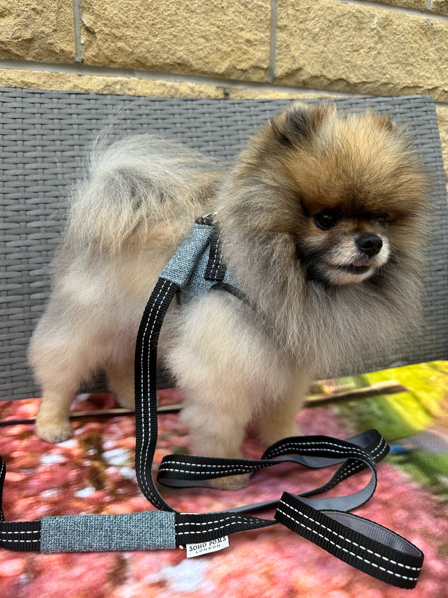 Soho Poms x Bowl & Bone Republic Dog Lead - Ocean - AnimalEssentials