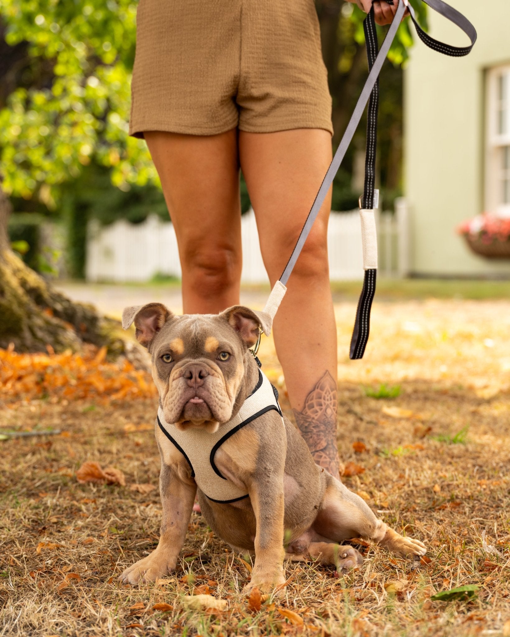 Soho Poms x Bowl & Bone Republic Mayfair Harness - Cream - AnimalEssentials